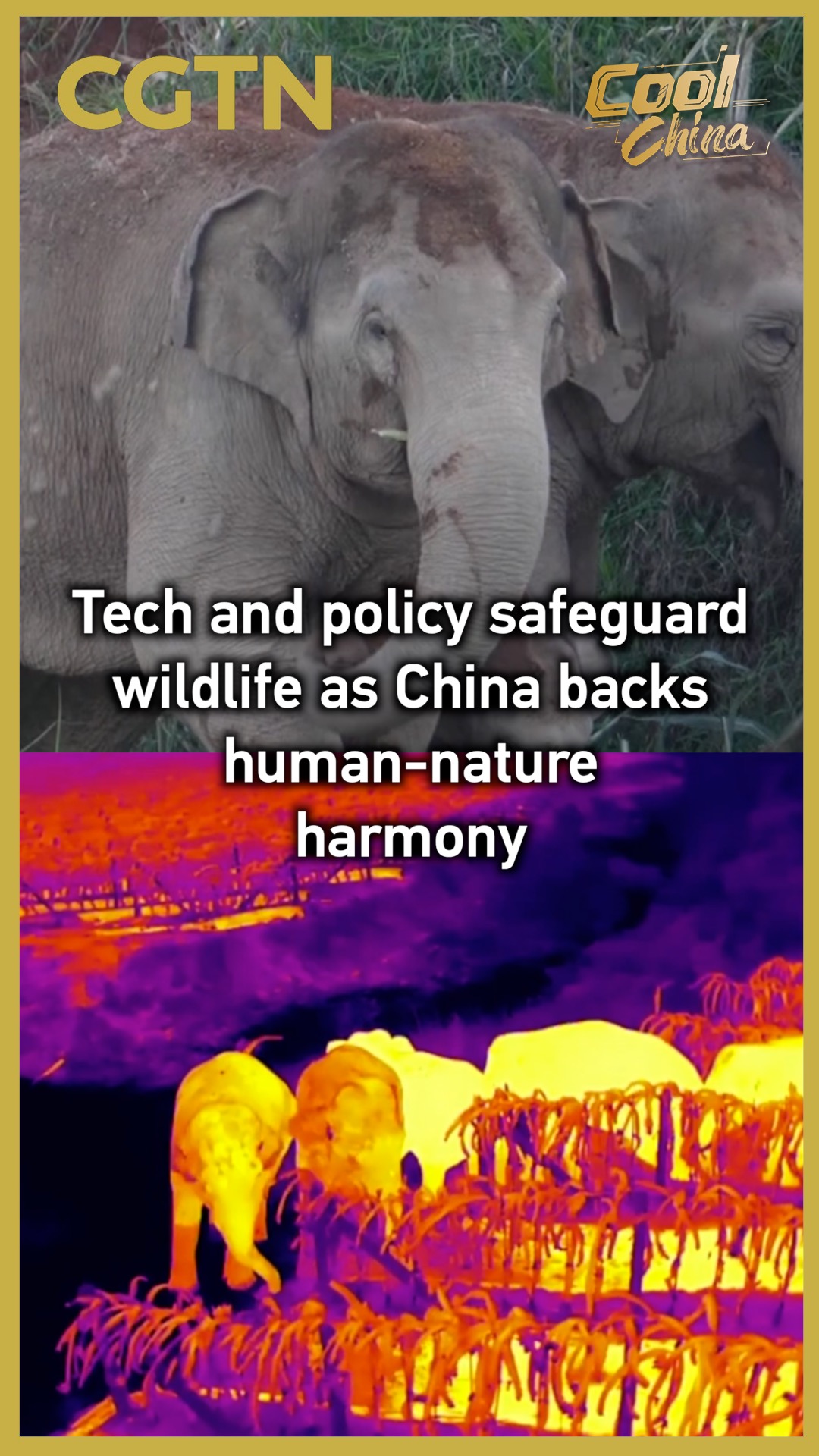 Tech and policy safeguard wildlife as China backs human-nature harmony
