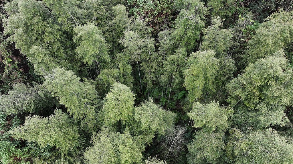 Rare 'living fossil' tree discovered in Guangxi