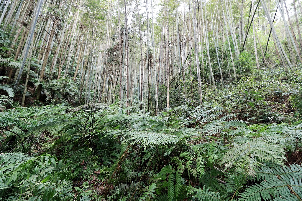 The wild cycad population in Liuzhou, Guangxi Zhuang Autonomous Region, March 10, 2026 /VCG