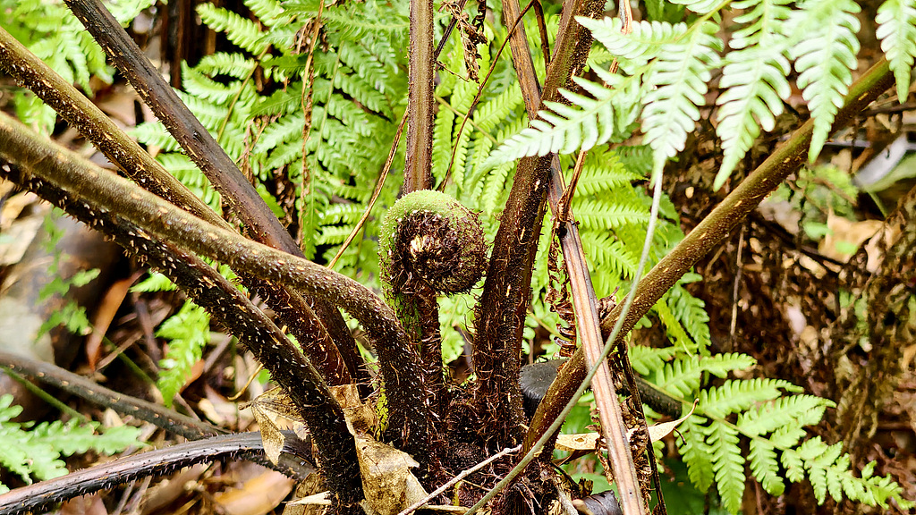 A close-up of a wild cycad plant in Liuzhou, Guangxi Zhuang Autonomous Region, on March 10, 2026 /VCG