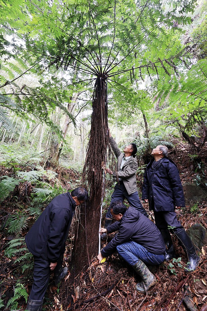 Forestry staff inspect the wild cycad population on site in Liuzhou, Guangxi Zhuang Autonomous Region, March 10, 2026. /VCG