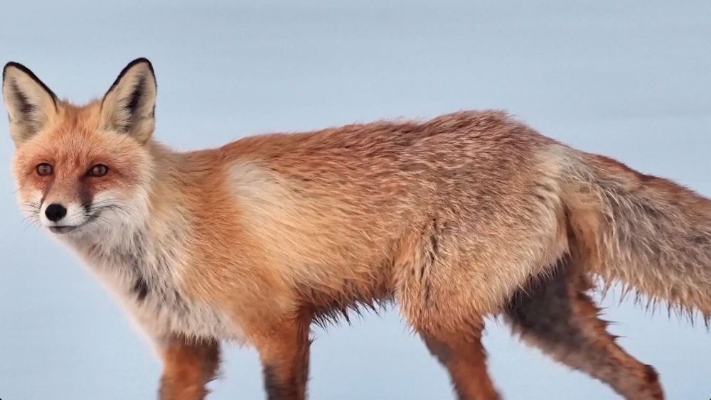 Red foxes filmed foraging in snowy park in Xinjiang