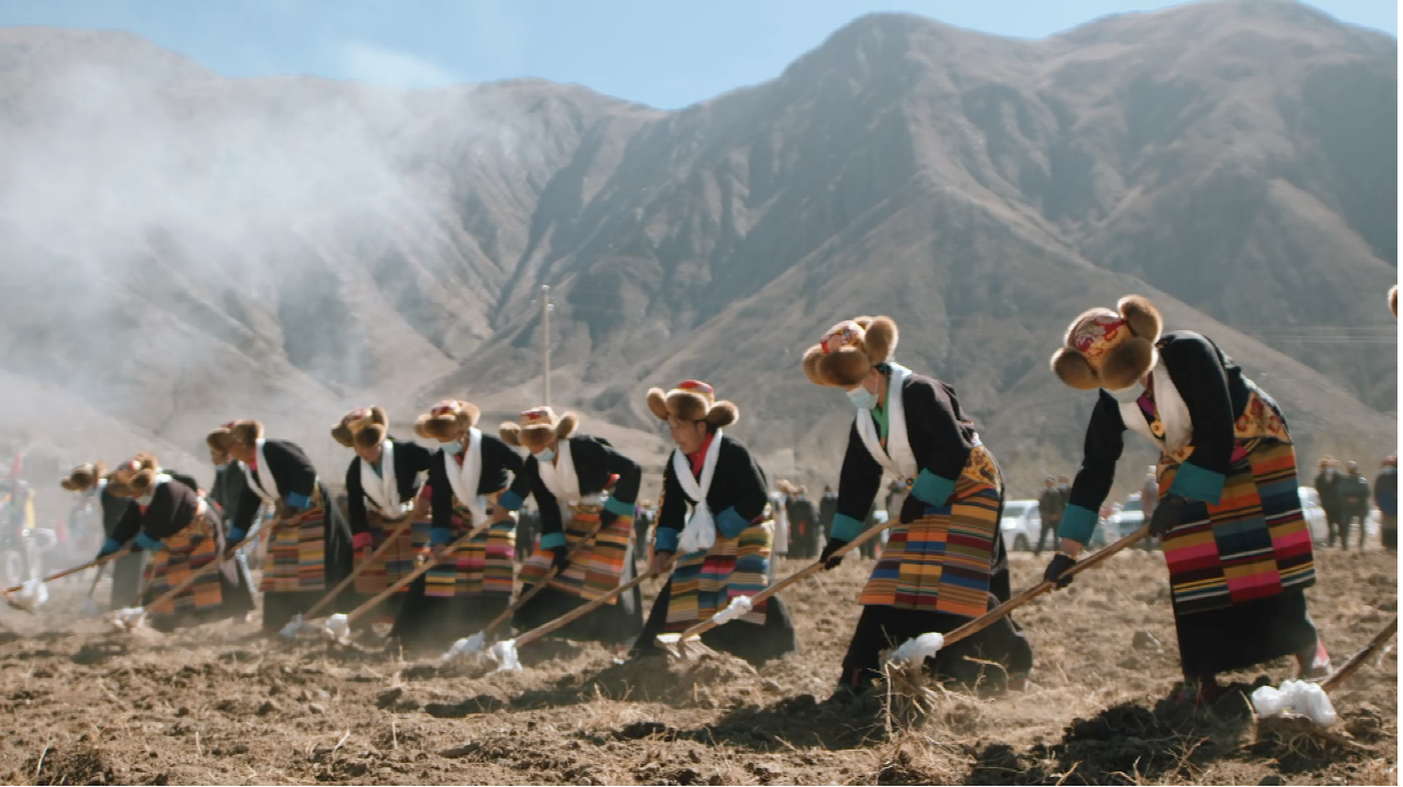 Traditional spring plowing begins in Xizang