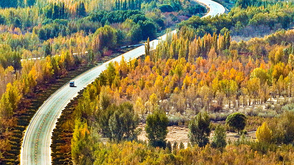 An aerial view of the Three-North Shelterbelt forest network in the northern part of Linze County, Zhangye City, northwest China's Gansu Province, October 20, 2025. /VCG
