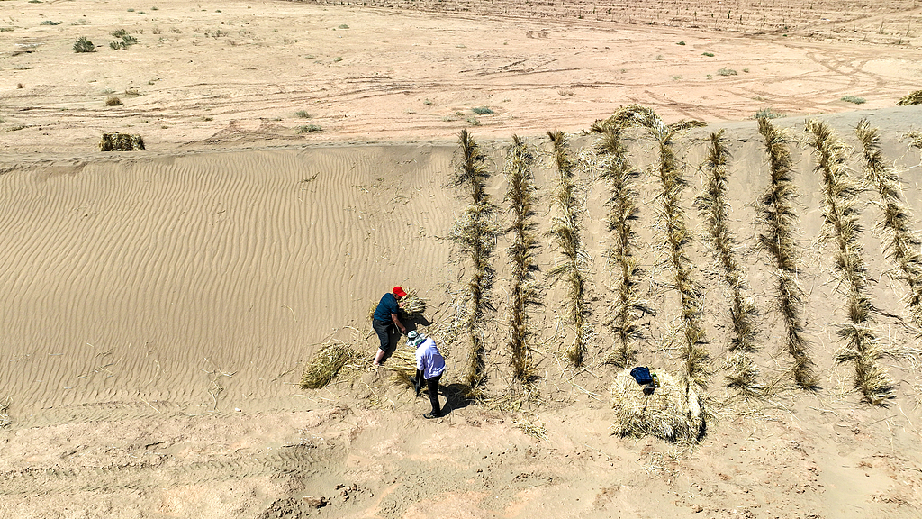 The site of a desertification control project under the Three-North Shelterbelt project in Jiuquan, northwest China's Gansu Province, July 4, 2025. /VCG
