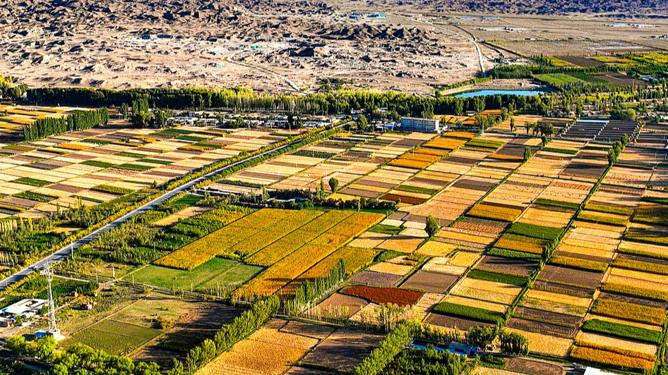 An aerial view shows the dense Three-North Shelterbelt forest network acting as a barrier against rampant sandstorms and desertification in the northern part of Gaotai County, Zhangye City, northwest China's Gansu Province, September 24, 2025. /VCG