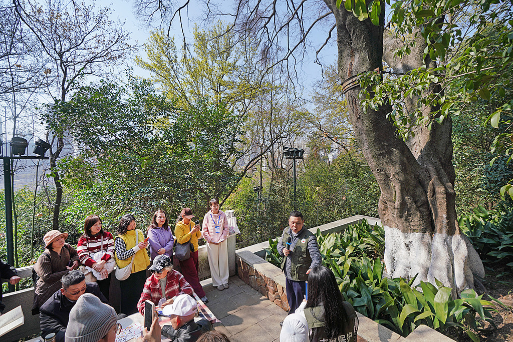 A senior engineer from a local garden and forestry research institute introduces visitors to the science behind the ancient trees at Guishan Park in Wuhan, Hubei Province, China, on March, 11, 2026. /VCG