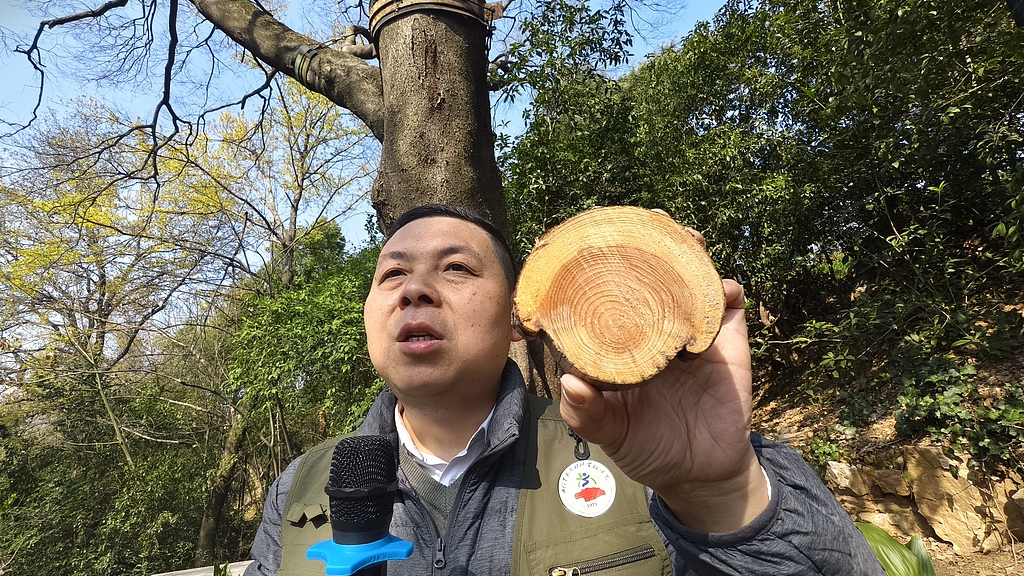 A senior engineer from a local garden and forestry research institute introduces visitors to the science behind the ancient trees at Guishan Park in Wuhan, Hubei Province, China, on March, 11, 2026. /VCG