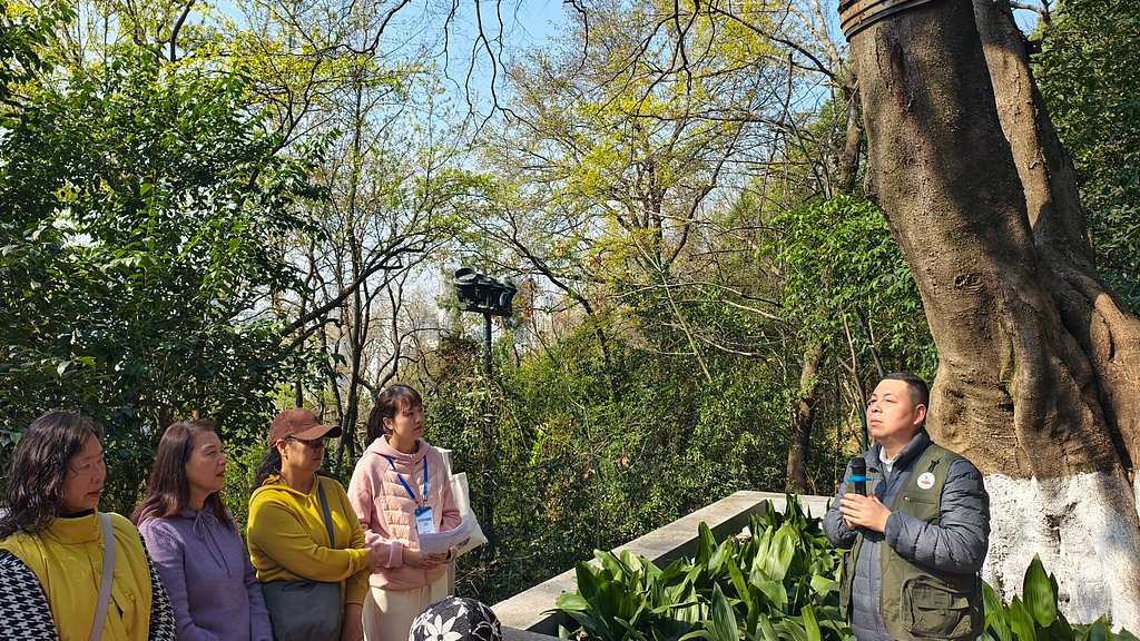 A senior engineer from a local garden and forestry research institute introduces visitors to the science behind the ancient trees at Guishan Park in Wuhan, Hubei Province, China, on March, 11, 2026. /VCG