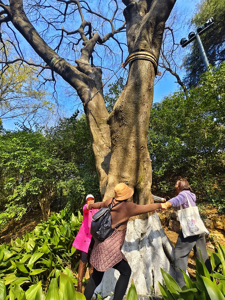 Visitors hold hands in circle to hug a 120-year-old tree at Guishan Park in Wuhan, Hubei Province, China, on March, 11, 2026. /VCG