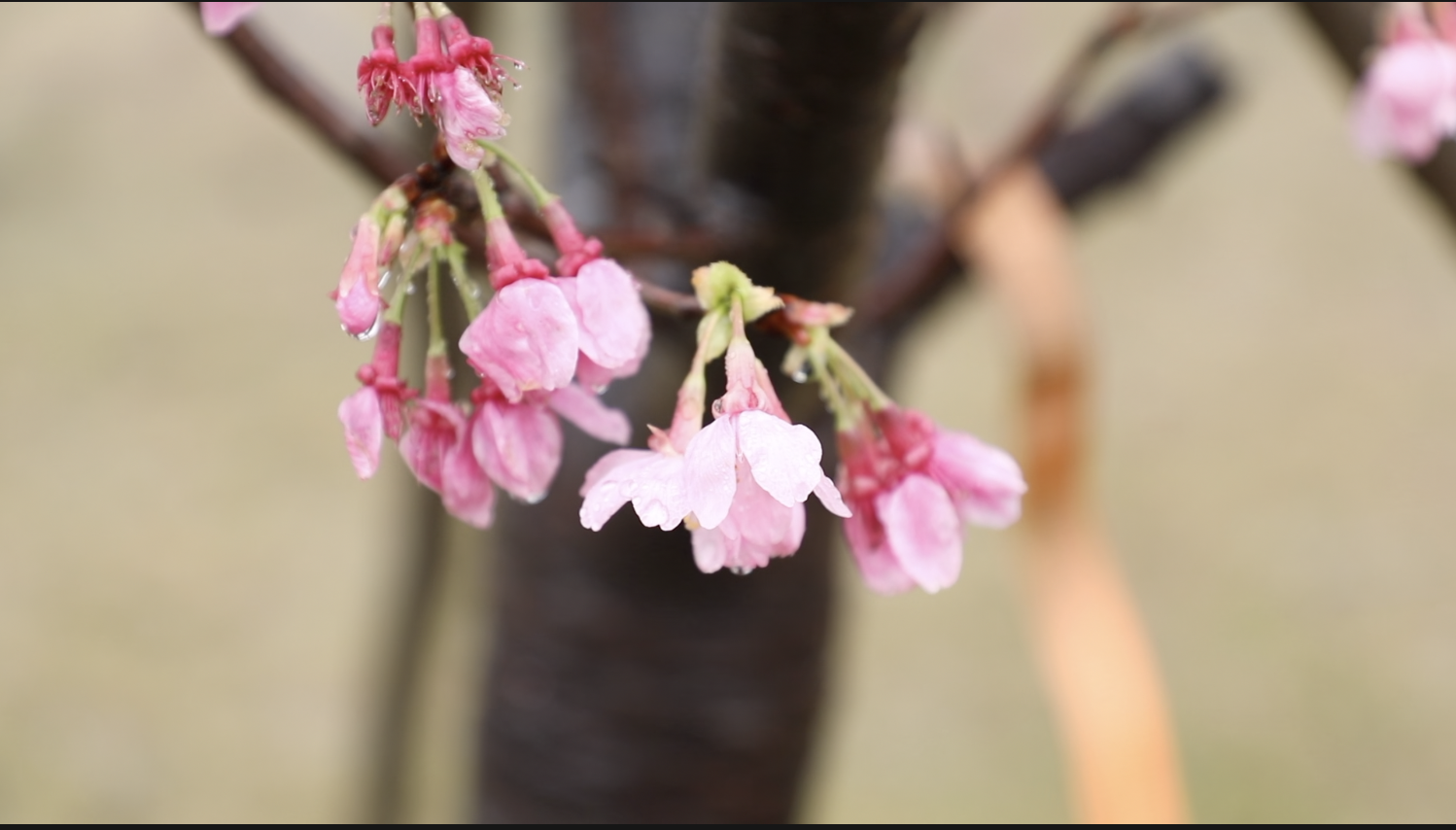 Thousands flock to Shenzhen power station for cherry blossom trees