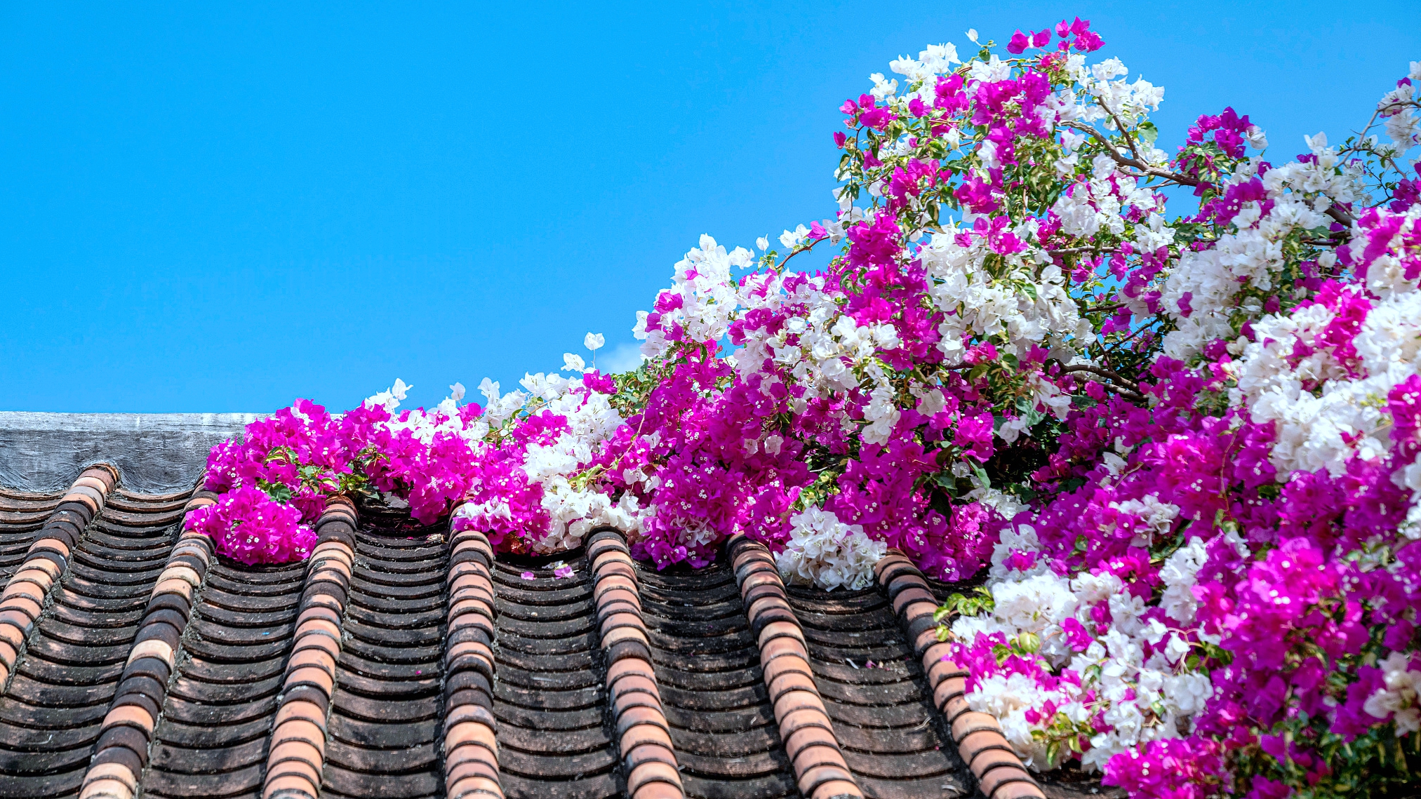 Spring in full bloom: Wuzhishan's floral fantasy