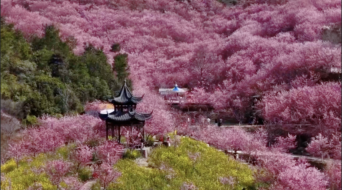 China in bloom: A spring spectacle