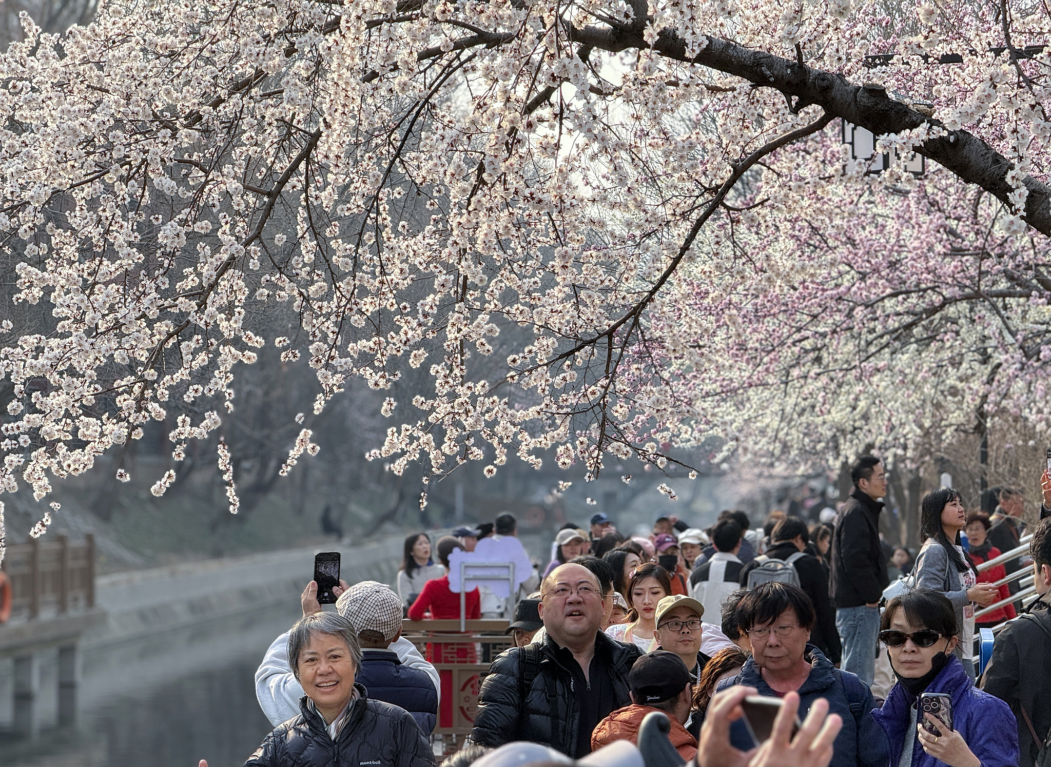 Wild peach blossoms near Beijing's Shilipu Subway Station are in full bloom, attracting residents and visitors to enjoy the spring scenery on March 12, 2026. /VCG 