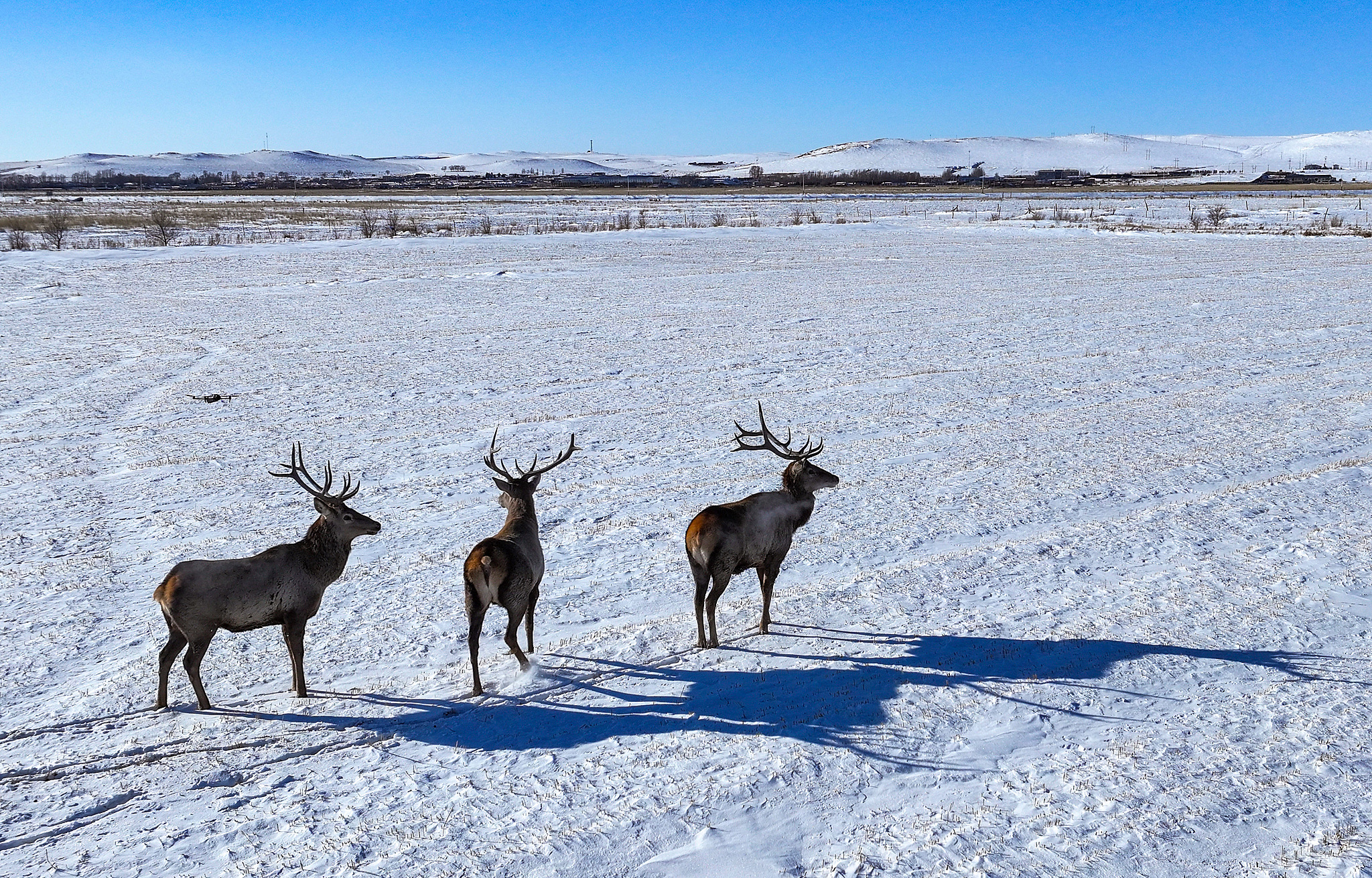 A drone picture shows red deer roaming farmland in Xilinhot, the Inner Mongolia Autonomous Region, north China, February 5, 2026. /VCG