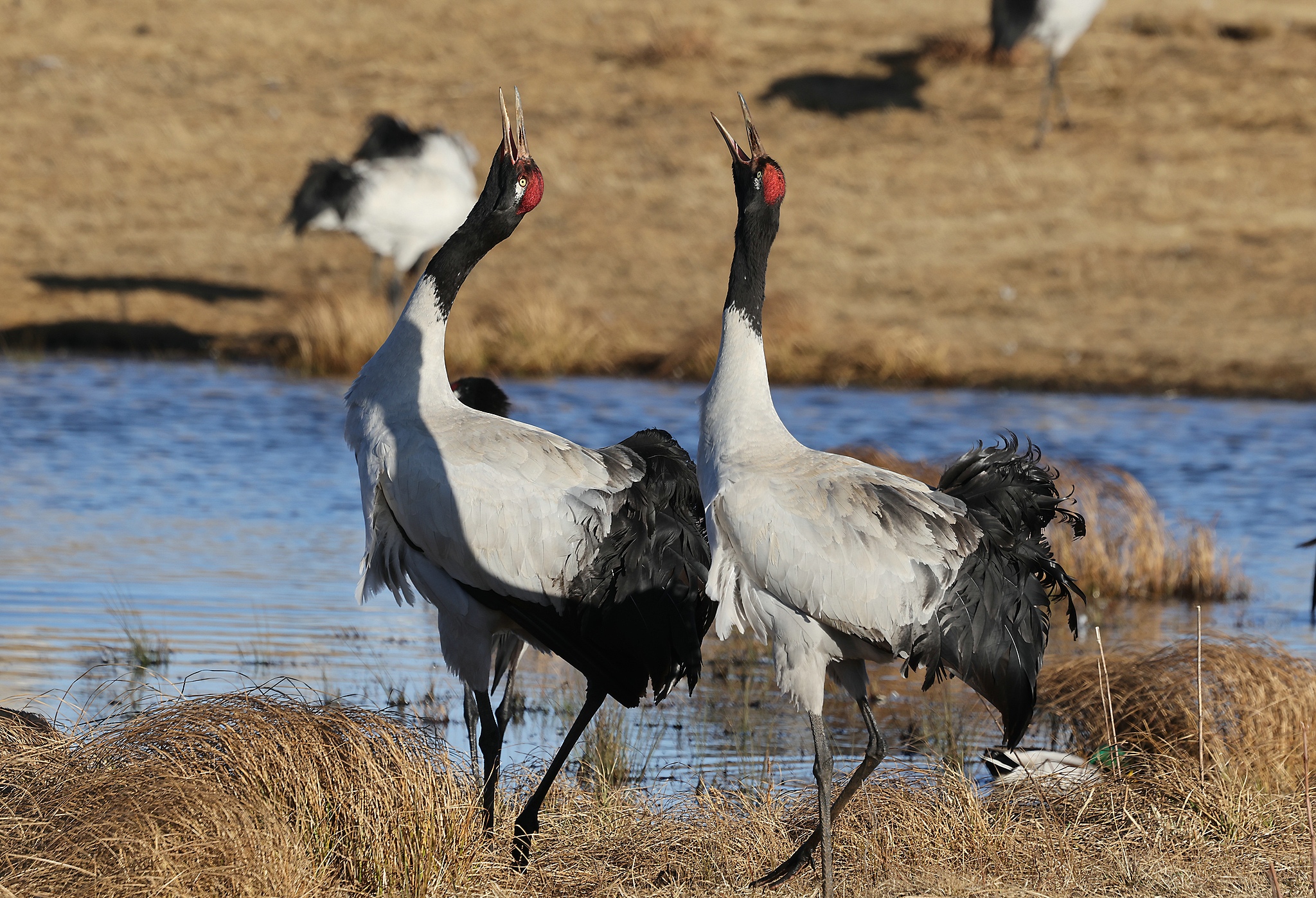 Black-necked cranes in Zhaotong, Yunnan Province, southwest China, January 5, 2026. /VCG