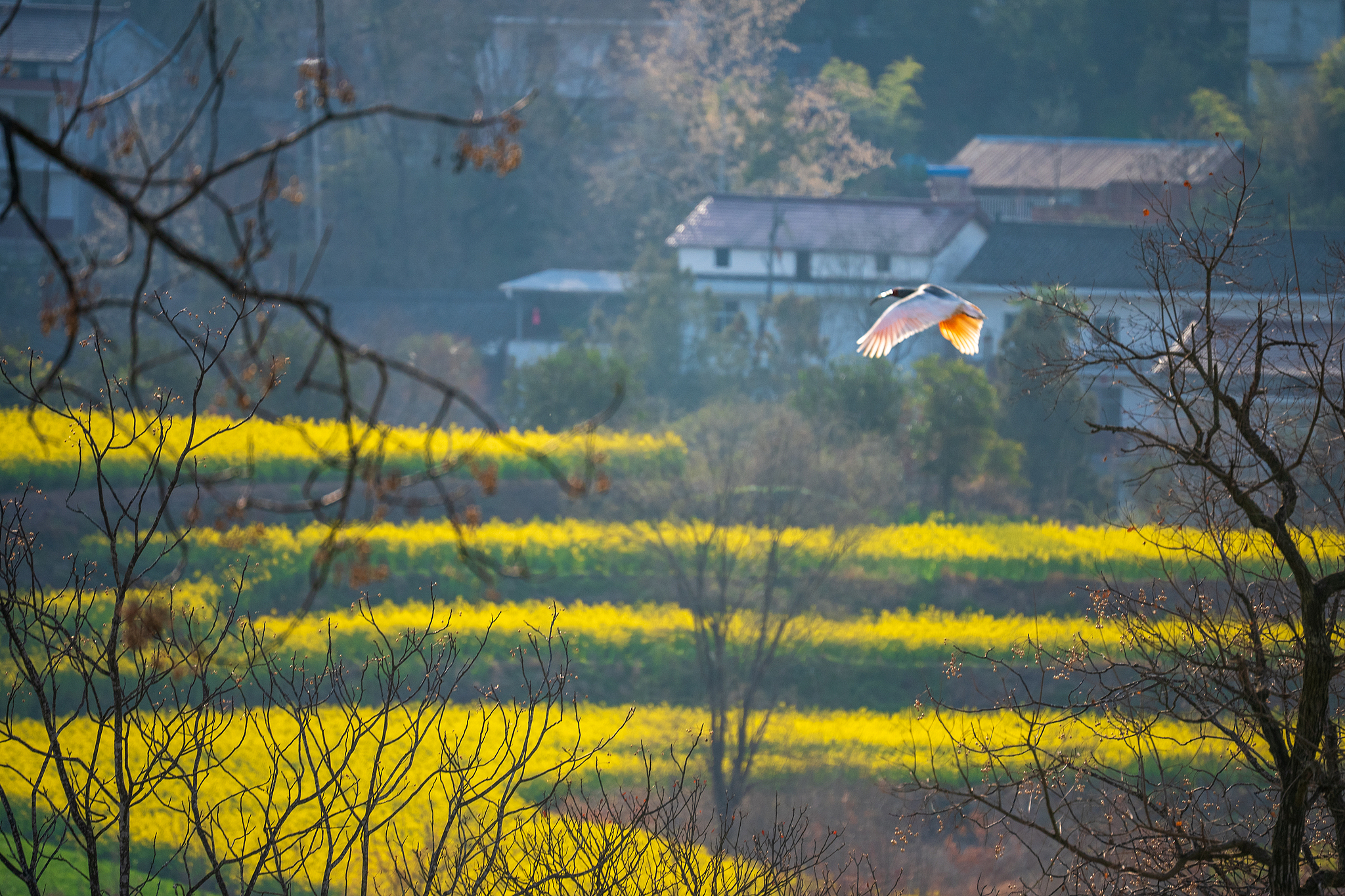 A crested ibis is seen at Hanzhong Crested Ibis National Nature Reserve, Shaanxi Province, northwest China, March, 20, 2025. /VCG