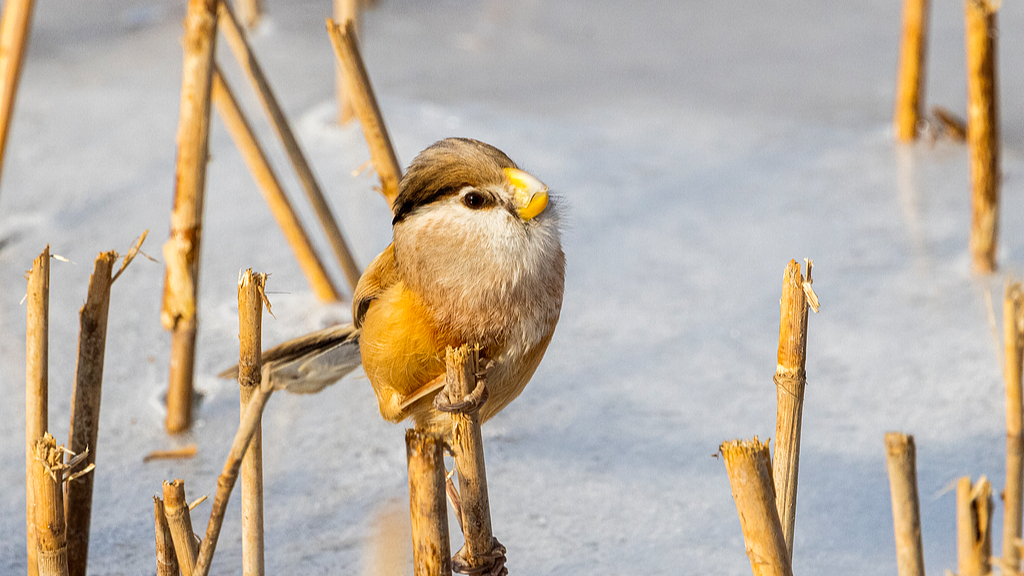 'Panda of birds' returns to central China reserve after 9 years