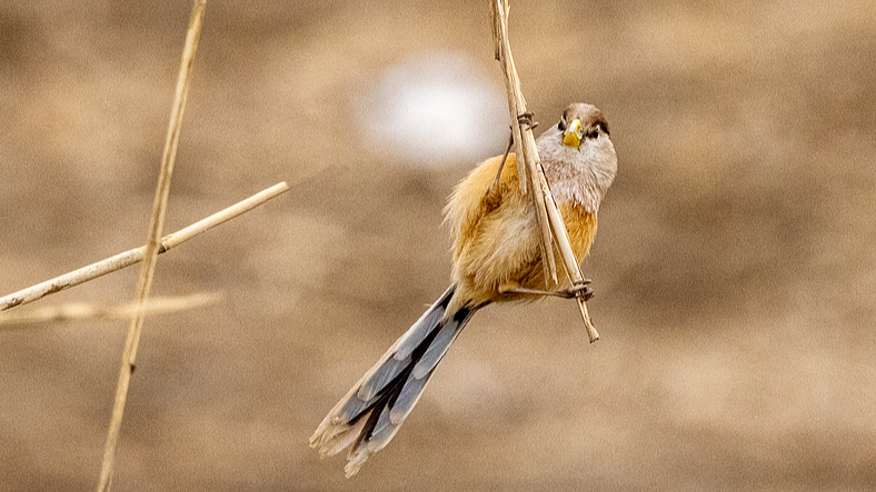 A reed parrotbill perches on a reed stalk, Beijing, February 21, 2026. /VCG