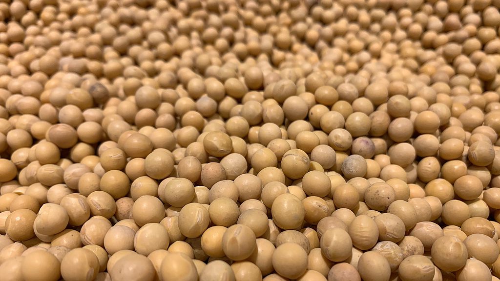 Soybeans on market shelves, February 26, 2026. /VCG