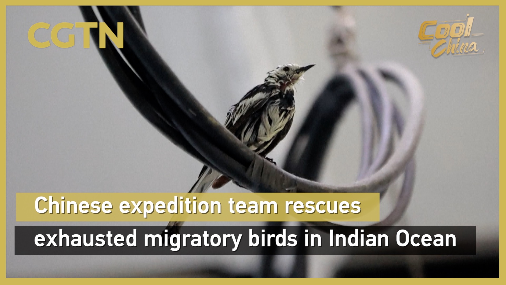 Chinese expedition team rescues migratory birds in Indian Ocean