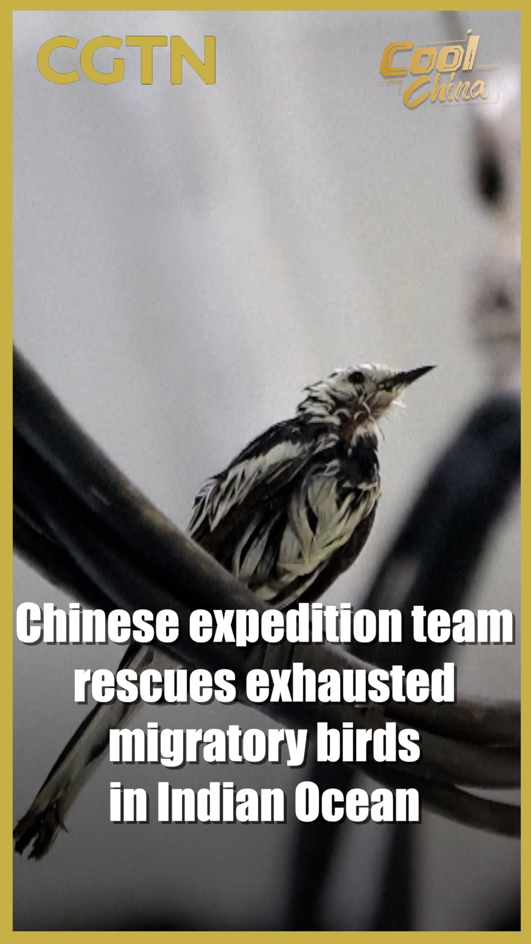 Chinese expedition team rescues migratory birds in Indian Ocean