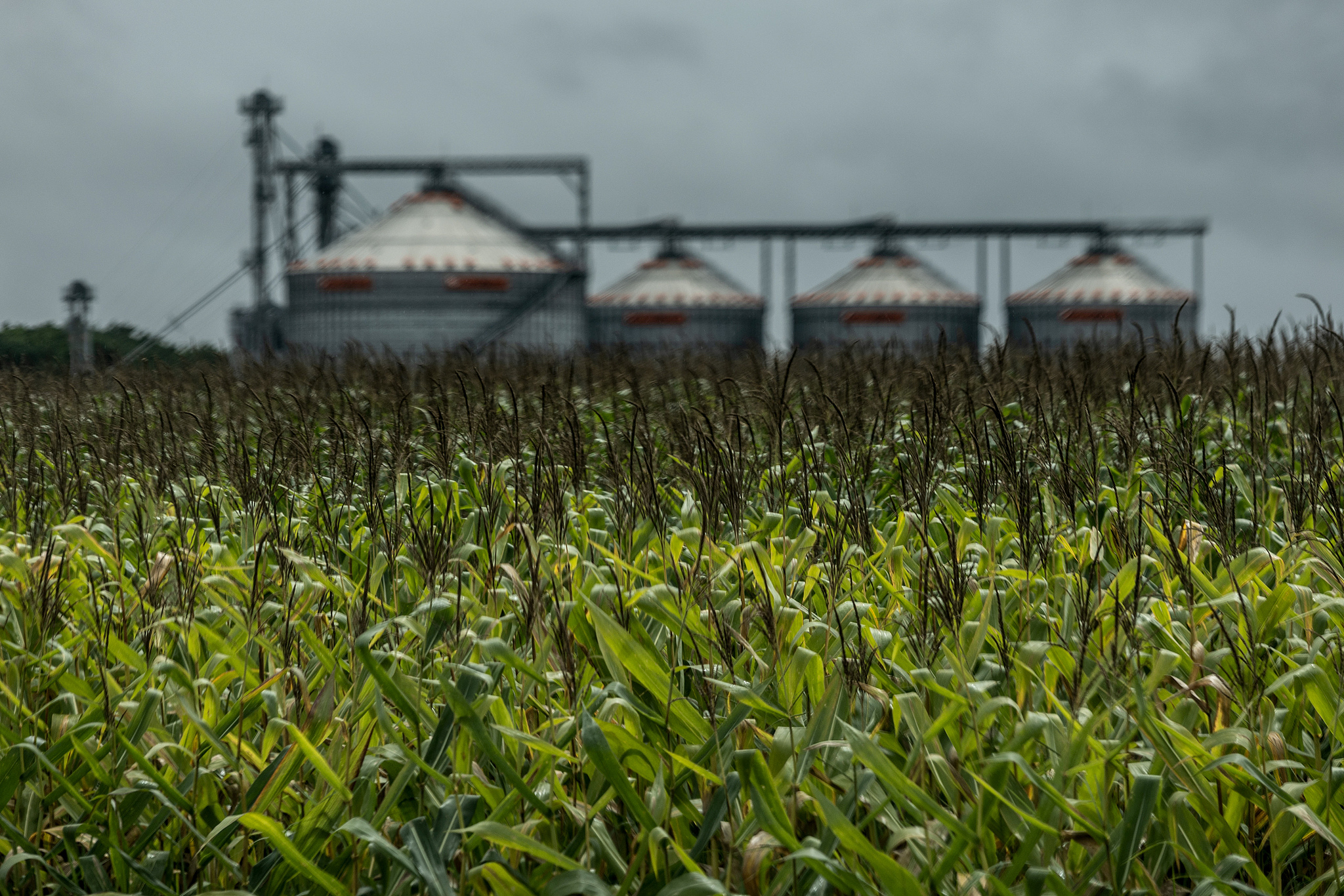 A corn field ready for harvest in front of a silo near Luis Eduardo Magalhaes, Bahia State, Brazil, on March 5, 2026. /VCG