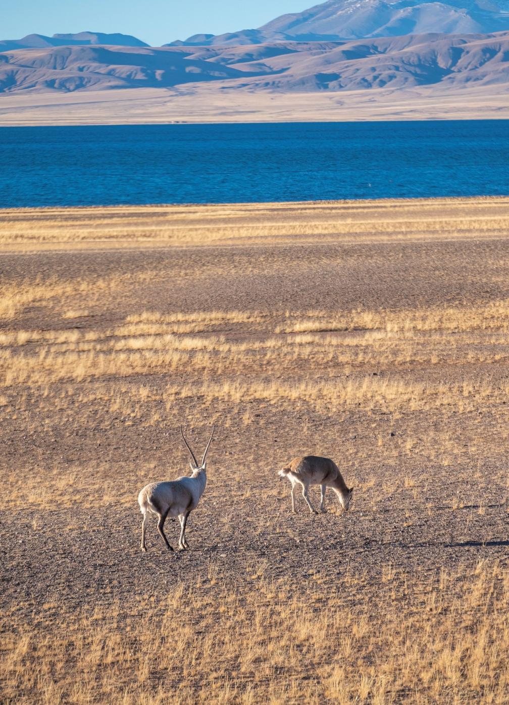 Tibetan antelopes roam the shores of Lake Mapam Yumco, Ngari Prefecture, China's Xizang Autonomous Region. /VCG