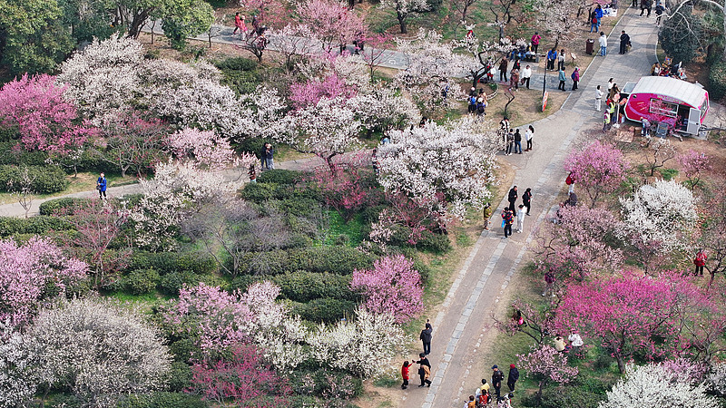 File pictures of the blooming plum flowers in Lishui District of Nanjing, east China's Jiangsu Province. /VCG
