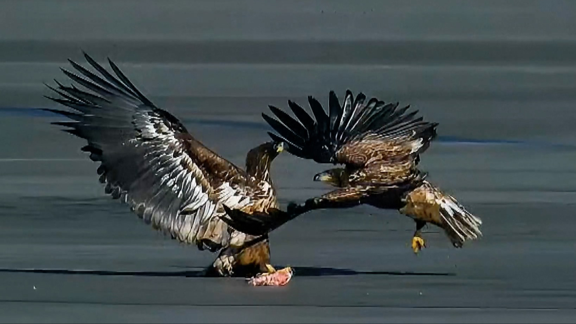 Birds of prey spotted more often in Beijing as ecology improves
