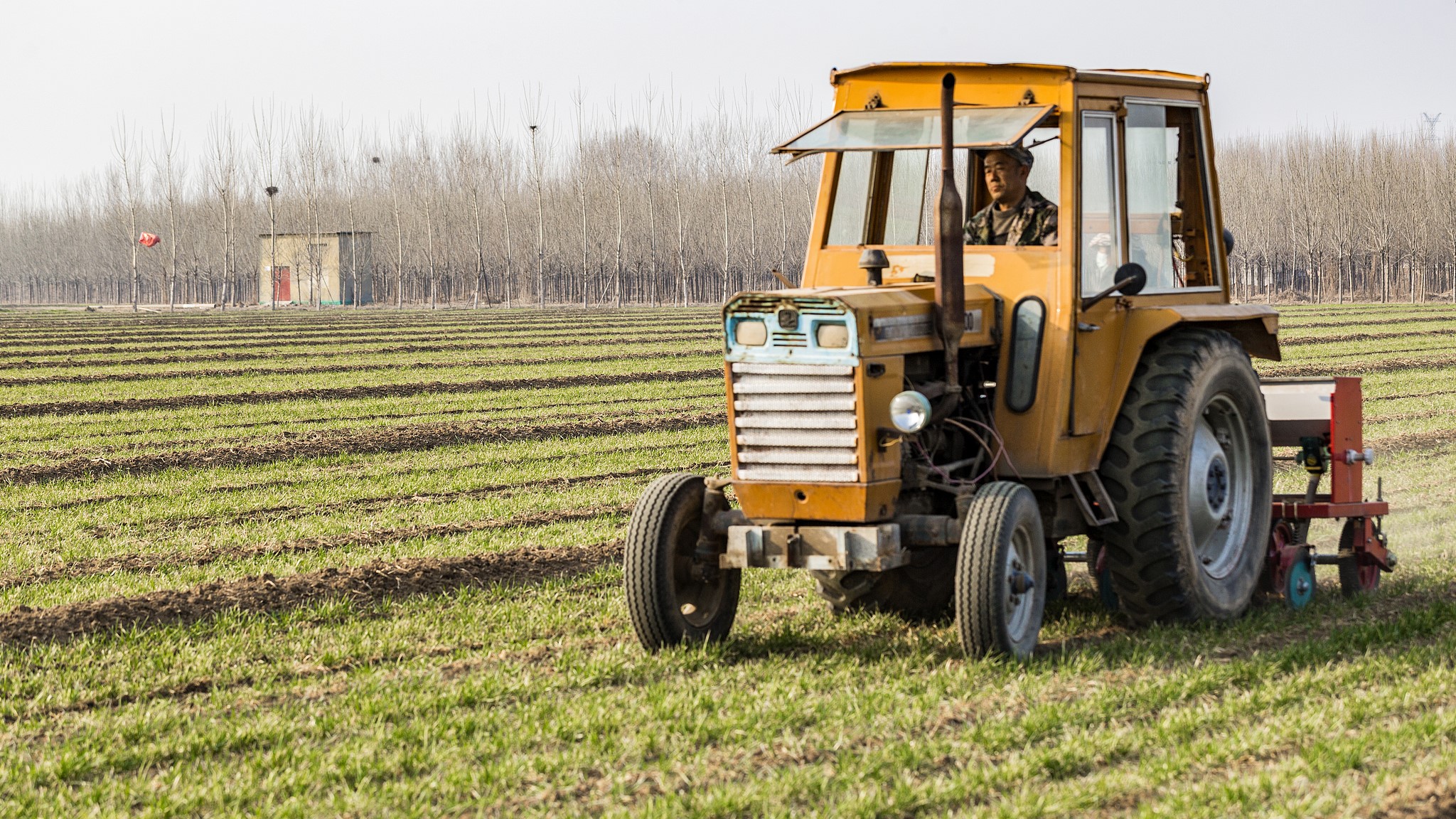 A farmer drives a tractor to apply fertilizer to wheat near Zouping City, east China's Shandong Province, March 3, 2023. /VCG