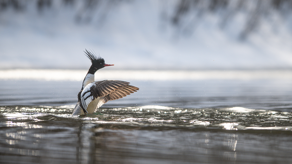 A Chinese merganser is seen on the icy Manjiang River in Baishan, Jilin Province, March 17, 2026. /VCG