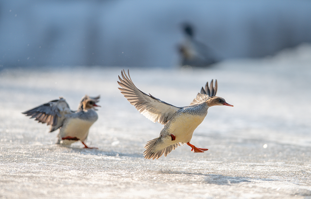 Chinese mergansers are seen on the icy Manjiang River in Baishan, Jilin Province, March 17, 2026. /VCG