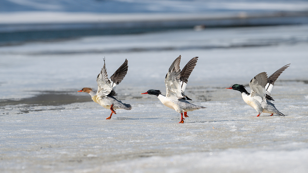 Chinese mergansers are seen on the icy Manjiang River in Baishan, Jilin Province, March 17, 2026. /VCG