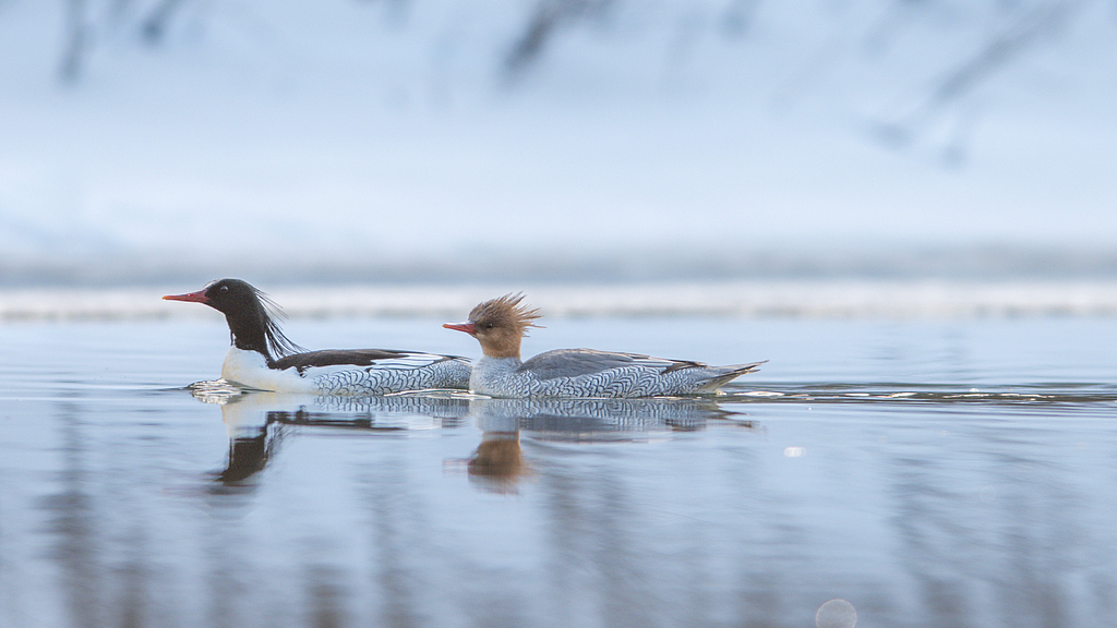 Chinese mergansers are seen on the icy Manjiang River in Baishan, Jilin Province, March 17, 2026. /VCG