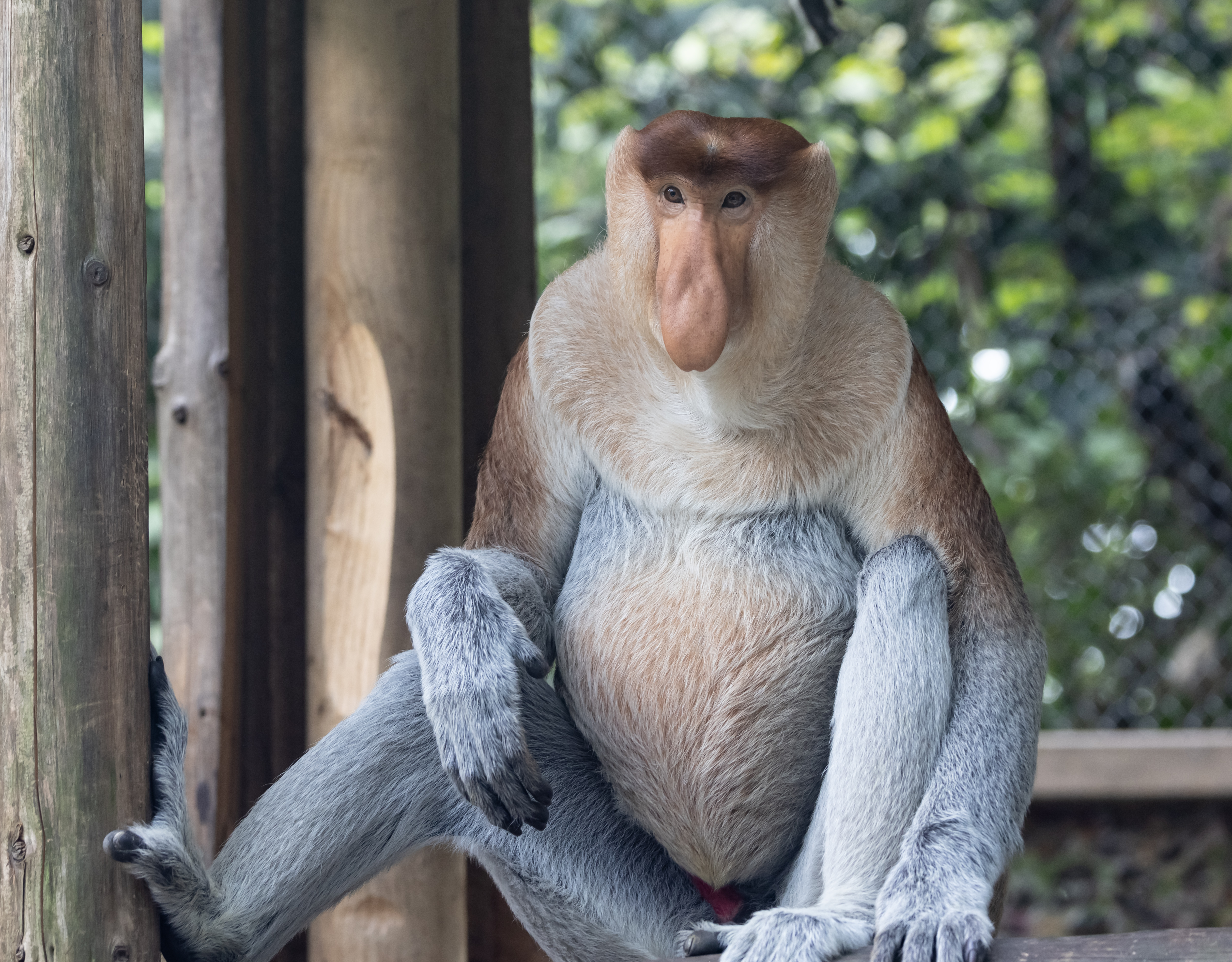 A proboscis monkey is pictured at Chimelong Safari Park in Guangzhou, Guangdong Province, on March 15, 2026. /IC