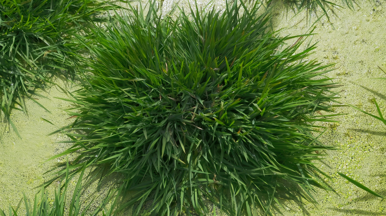 Chinese scientists unlock ancient genes to develop longevity rice