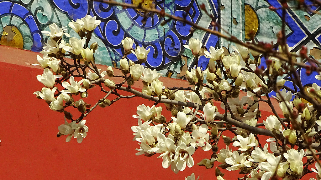 Magnolias come into bloom at Temple of Heaven