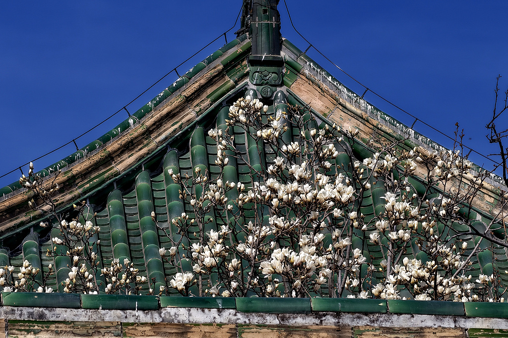 Blooming magnolia flowers are seen at the Temple of Heaven in Beijing on March 19, 2026. /VCG