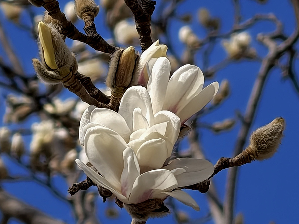 Blooming magnolia flowers are seen at the Temple of Heaven in Beijing on March 19, 2026. /VCG