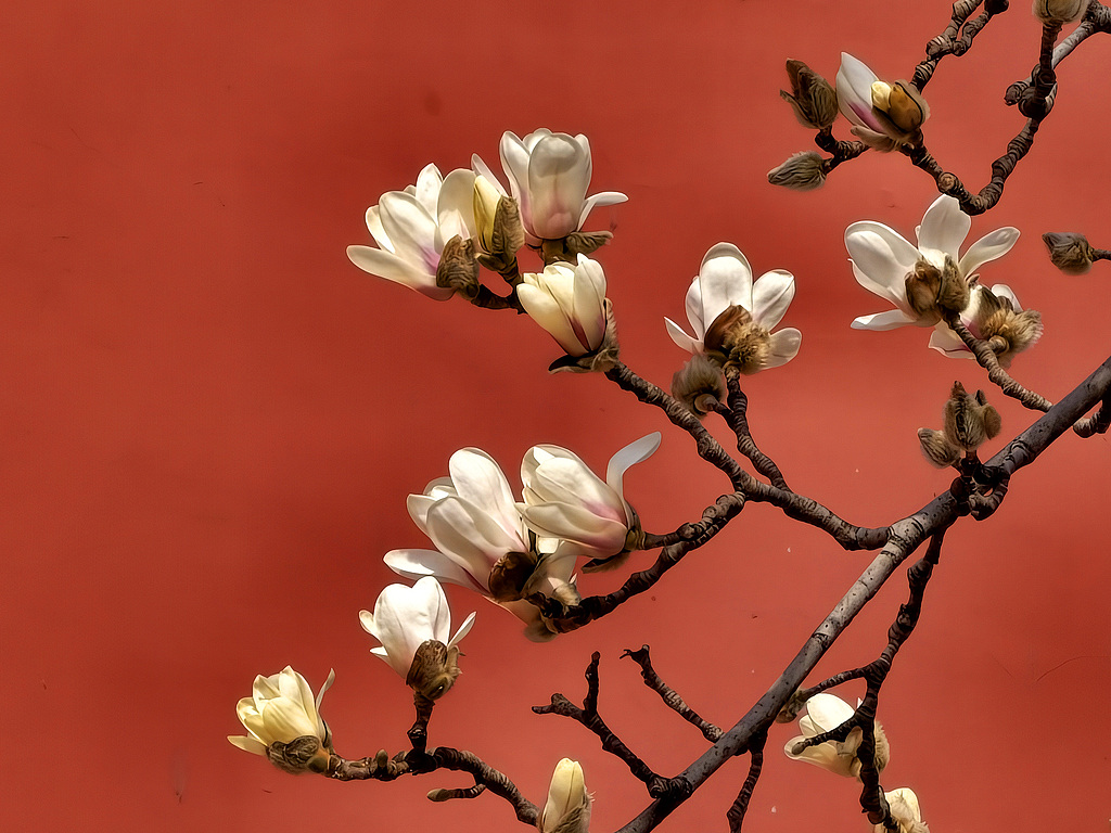 Blooming magnolia flowers are seen at the Temple of Heaven in Beijing on March 19, 2026. /VCG