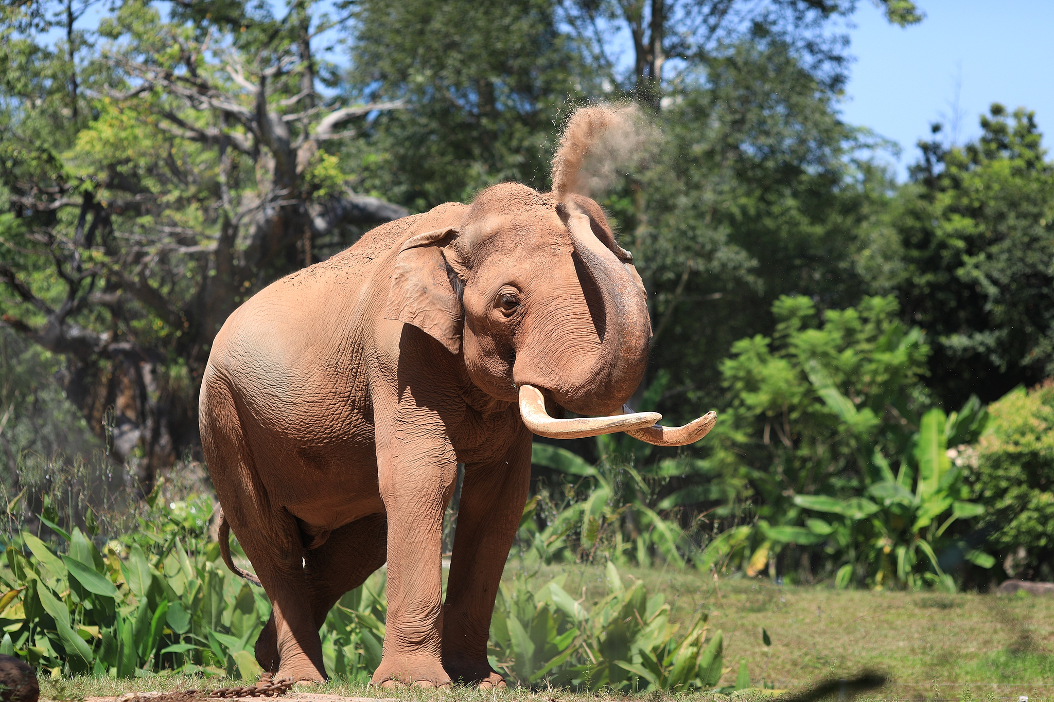 Animals through time: A 3,000-year artistic connection