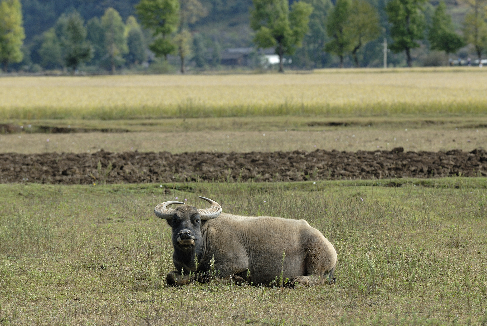 Animals through time: A 3,000-year artistic connection