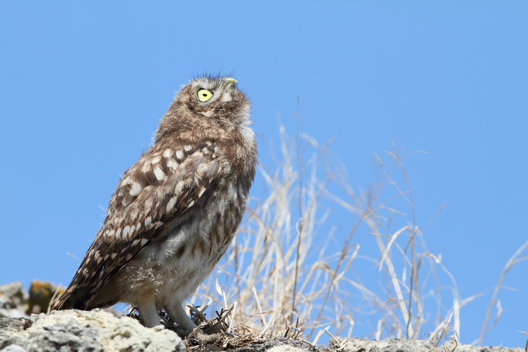 Animals through time: A 3,000-year artistic connection