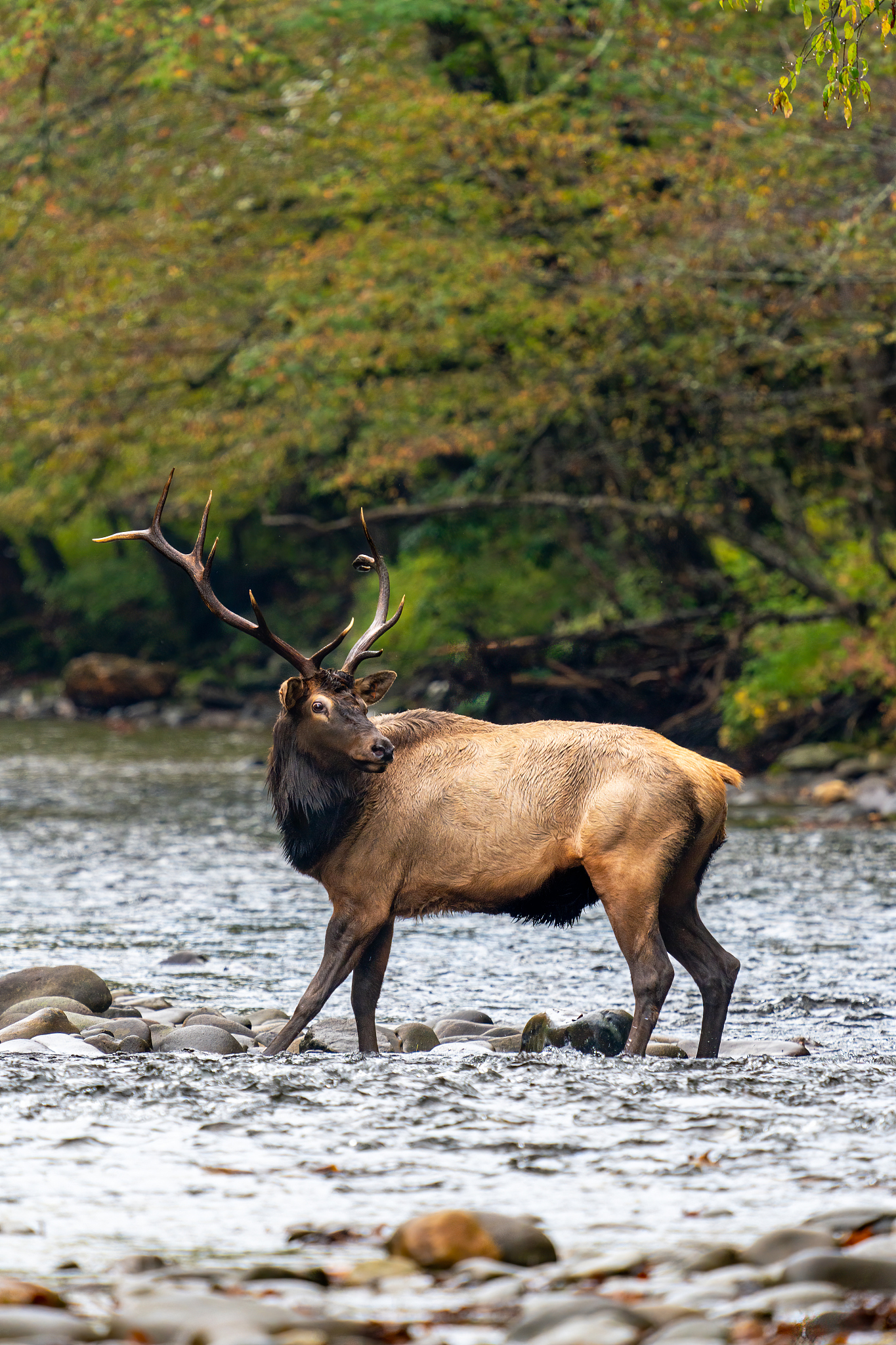 Animals through time: A 3,000-year artistic connection