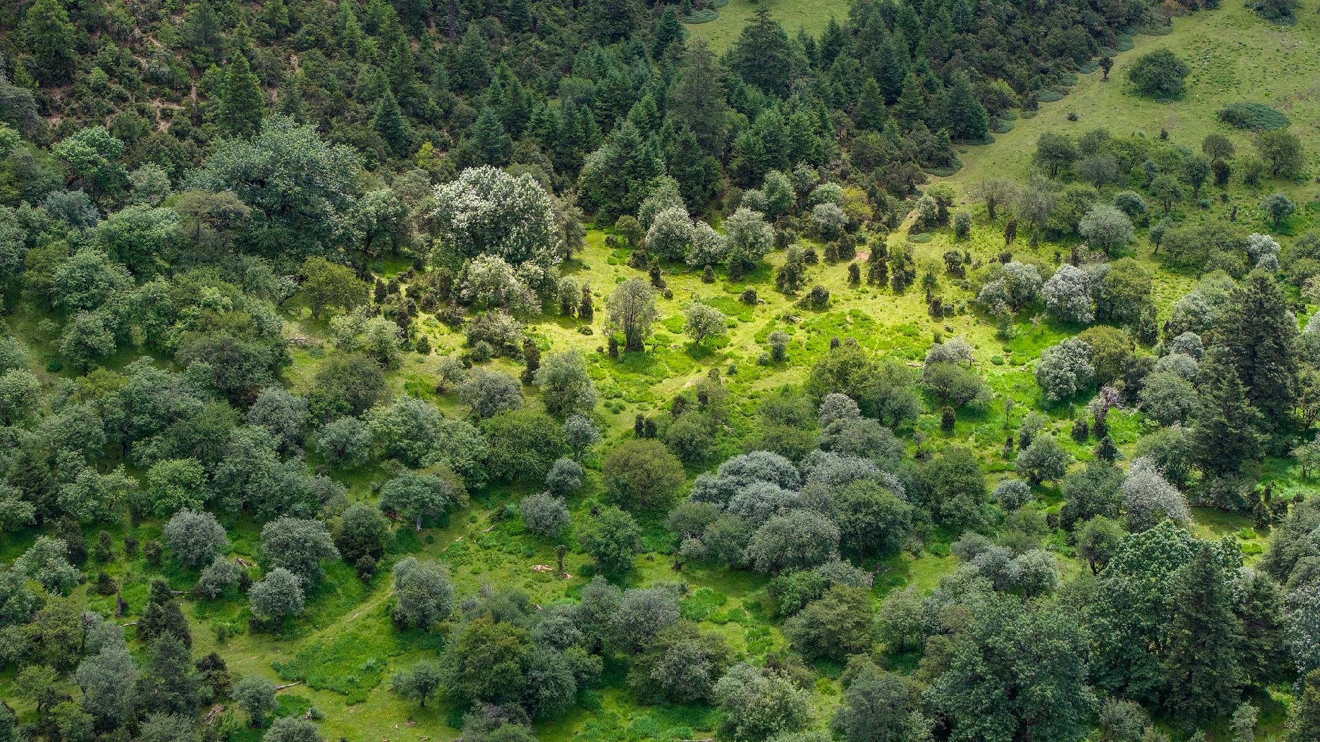 China's green development fuels ecological and economic prosperity