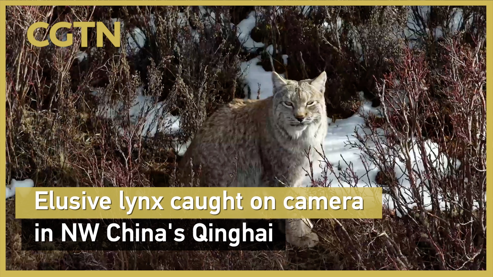 Elusive lynx caught on camera in NW China's Qinghai