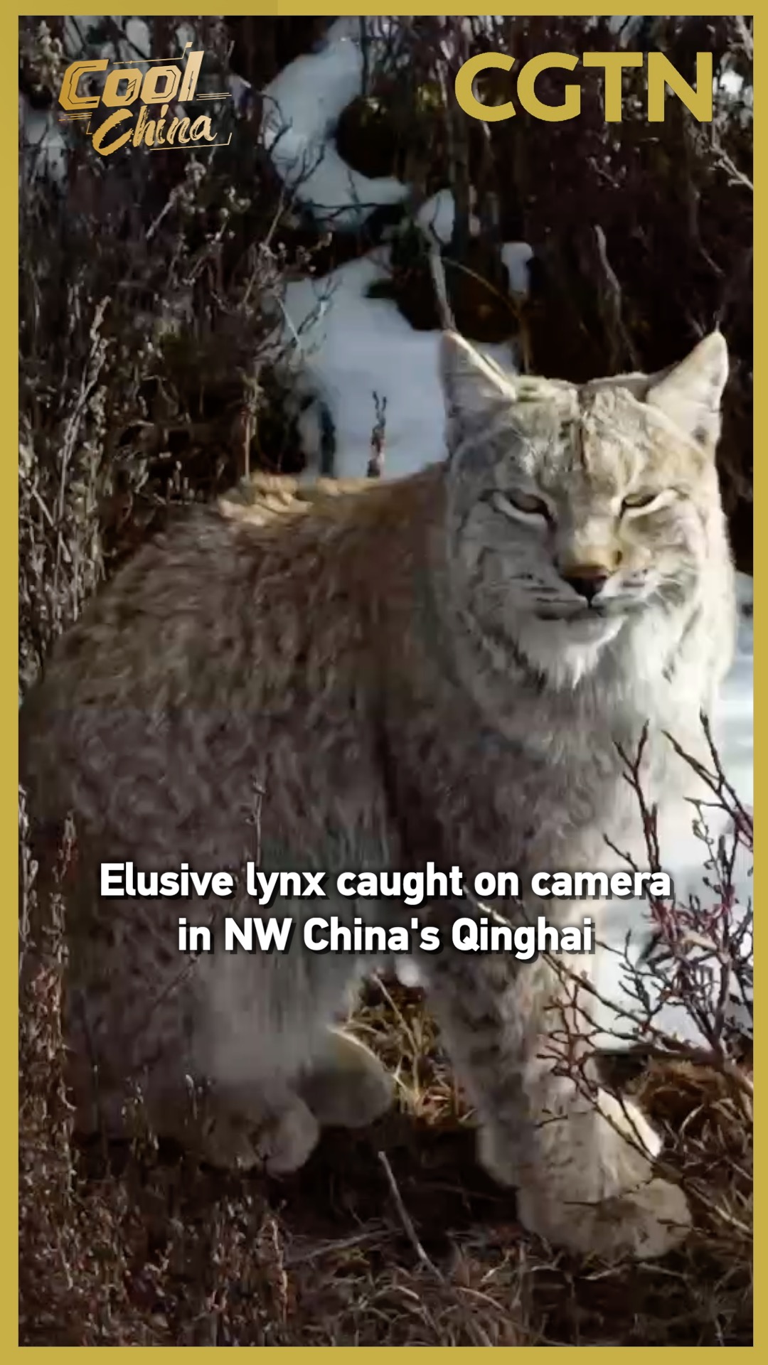 Elusive lynx caught on camera in NW China's Qinghai