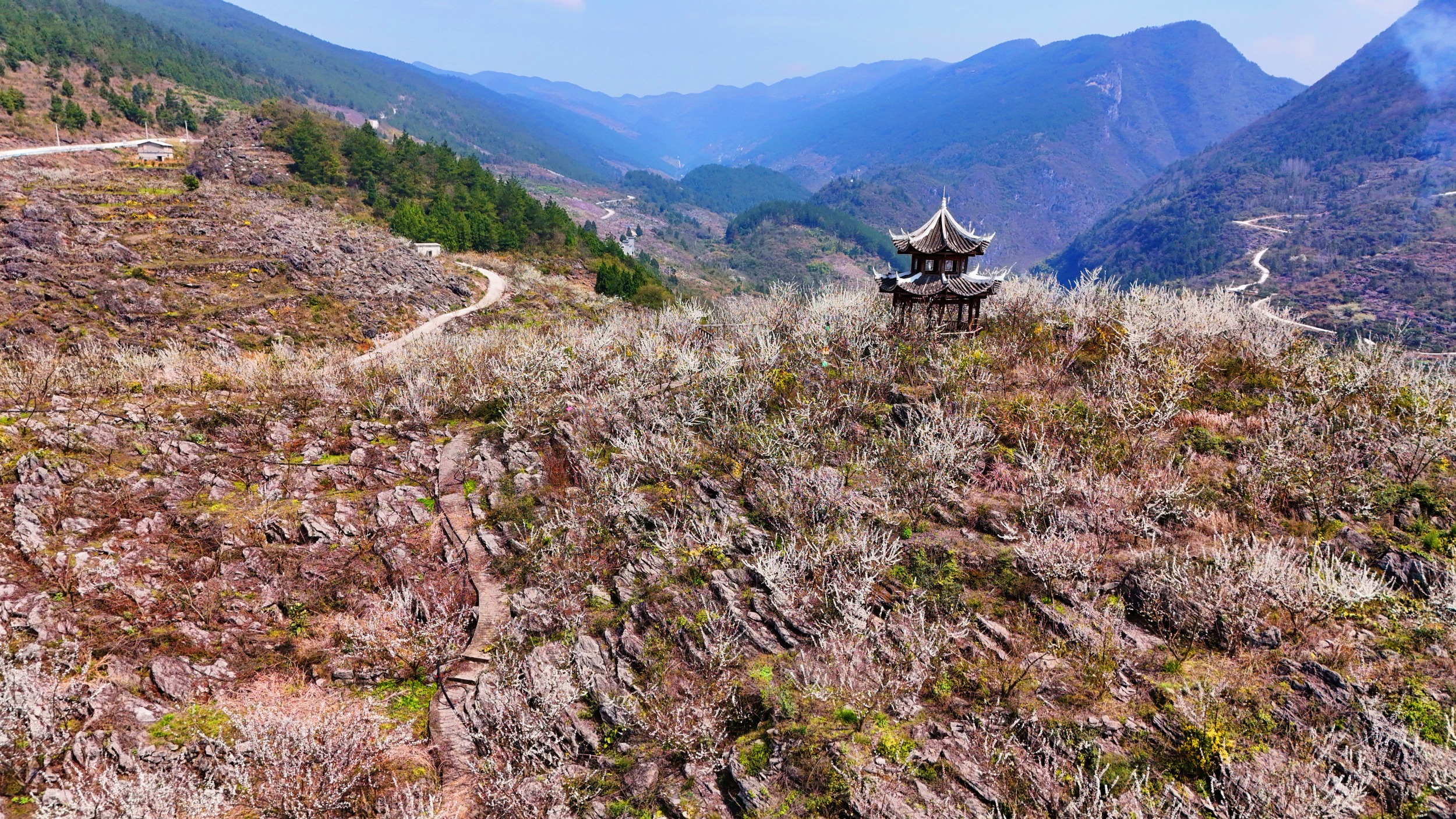 Blooming flowers are seen in Langxi Town, Yinjiang Tujia and Miao Autonomous County, southwest China's Guizhou Province on March 13, 2026. /Tongren Media Convergence Center