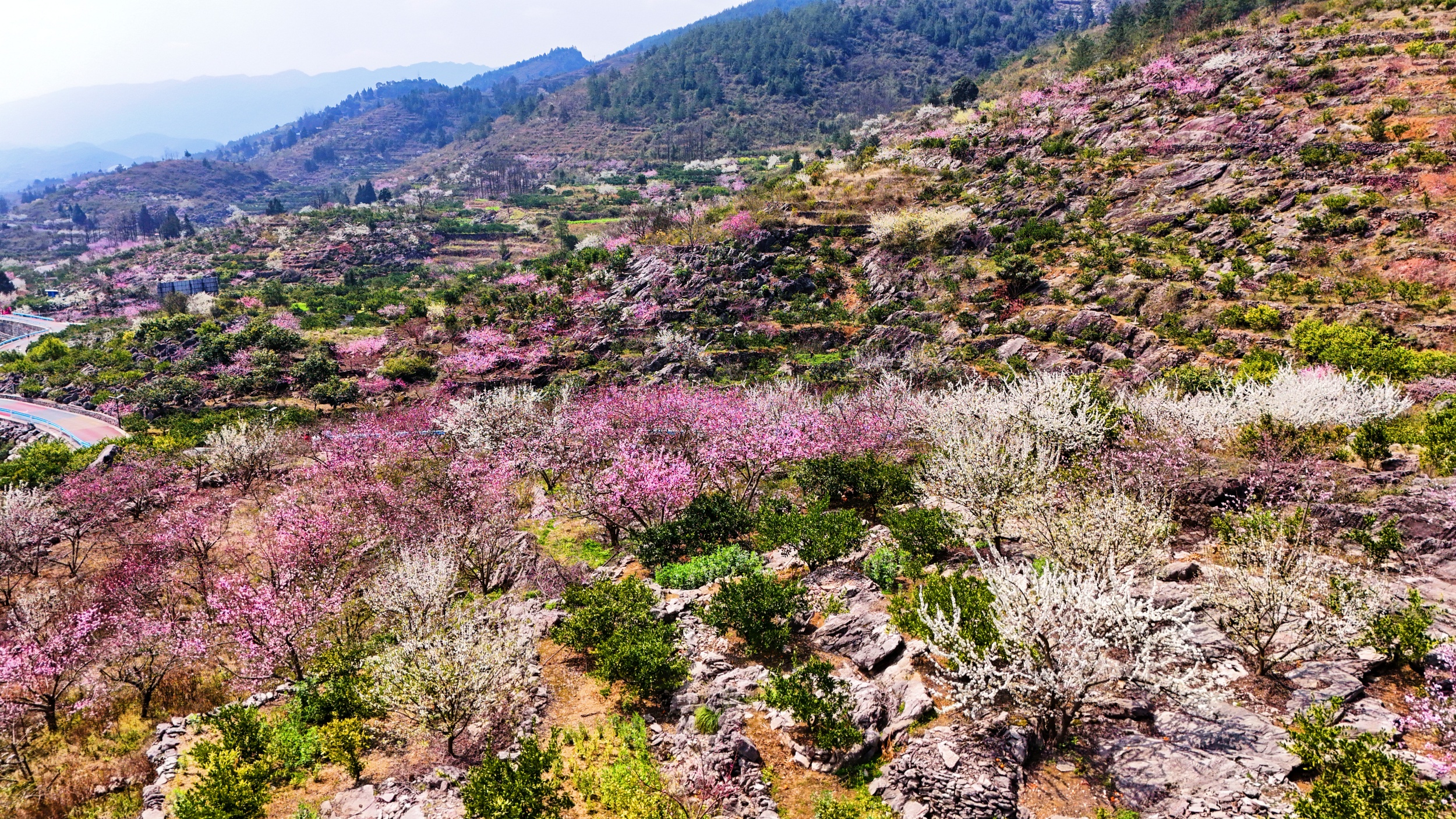 Blooming flowers are seen in Langxi Town, Yinjiang Tujia and Miao Autonomous County, southwest China's Guizhou Province on March 13, 2026. /Tongren Media Convergence Center